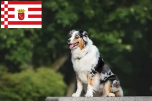 Mehr über den Artikel erfahren Australian Shepherd Züchter und Welpen in Bremen