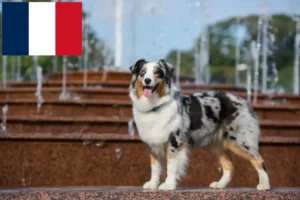 Mehr über den Artikel erfahren Australian Shepherd Züchter und Welpen in Frankreich