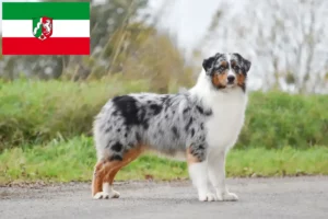 Mehr über den Artikel erfahren Australian Shepherd Züchter und Welpen in Nordrhein-Westfalen