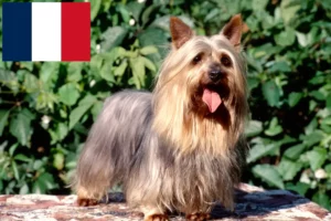 Mehr über den Artikel erfahren Australian Silky Terrier Züchter und Welpen in Frankreich