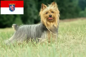 Mehr über den Artikel erfahren Australian Silky Terrier Züchter und Welpen in Hessen