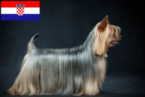 Mehr über den Artikel erfahren Australian Silky Terrier Züchter und Welpen in Kroatien