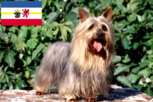 Mehr über den Artikel erfahren Australian Silky Terrier Züchter und Welpen in Mecklenburg-Vorpommern