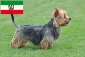 Mehr über den Artikel erfahren Australian Terrier Züchter und Welpen in Nordrhein-Westfalen