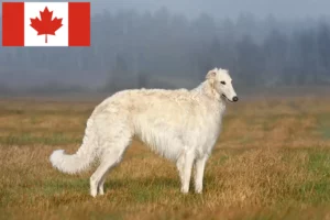 Mehr über den Artikel erfahren Barsoi Züchter und Welpen in Kanada