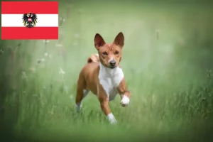 Mehr über den Artikel erfahren Basenji Züchter und Welpen in Österreich