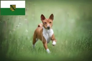 Mehr über den Artikel erfahren Basenji Züchter und Welpen in Sachsen