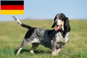 Mehr über den Artikel erfahren Basset bleu de Gascogne Züchter und Welpen in Deutschland