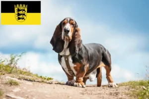 Mehr über den Artikel erfahren Basset Hound Züchter und Welpen in Baden-Württemberg