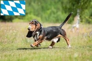 Mehr über den Artikel erfahren Basset Hound Züchter und Welpen in Bayern