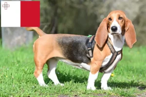 Mehr über den Artikel erfahren Basset Hound Züchter und Welpen auf Malta