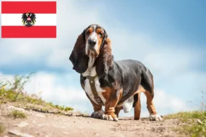 Mehr über den Artikel erfahren Basset Hound Züchter und Welpen in Österreich