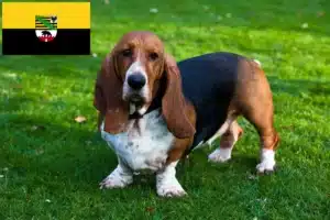 Mehr über den Artikel erfahren Basset Hound Züchter und Welpen in Sachsen-Anhalt