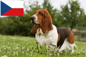 Mehr über den Artikel erfahren Basset Hound Züchter und Welpen in Tschechien