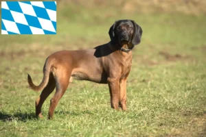 Mehr über den Artikel erfahren Bayerischer Gebirgsschweißhund Züchter und Welpen in Bayern