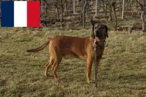 Mehr über den Artikel erfahren Bayerischer Gebirgsschweißhund Züchter und Welpen in Frankreich