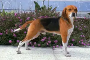 Mehr über den Artikel erfahren Beagle Harrier Züchter