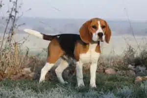 Mehr über den Artikel erfahren Beagle Züchter