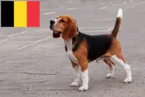 Mehr über den Artikel erfahren Beagle Züchter und Welpen in Belgien