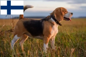 Mehr über den Artikel erfahren Beagle Züchter und Welpen in Finnland