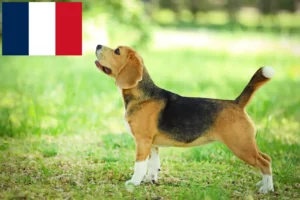 Mehr über den Artikel erfahren Beagle Züchter und Welpen in Frankreich