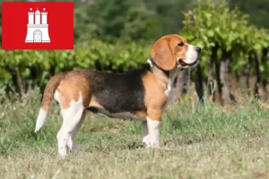 Mehr über den Artikel erfahren Beagle Züchter und Welpen in Hamburg