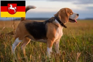 Mehr über den Artikel erfahren Beagle Züchter und Welpen in Niedersachsen