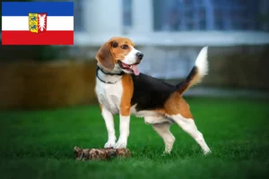 Mehr über den Artikel erfahren Beagle Züchter und Welpen in Schleswig-Holstein