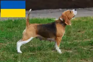 Mehr über den Artikel erfahren Beagle Züchter und Welpen in der Ukraine