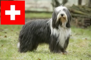 Mehr über den Artikel erfahren Bearded Collie Züchter und Welpen in der Schweiz