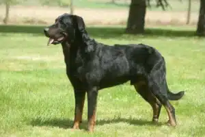 Mehr über den Artikel erfahren Beauceron Züchter