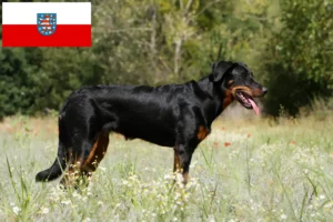 Mehr über den Artikel erfahren Beauceron Züchter und Welpen in Thüringen