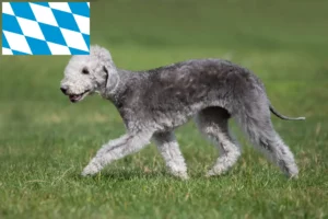 Mehr über den Artikel erfahren Bedlington Terrier Züchter und Welpen in Bayern