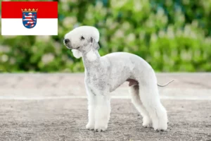 Mehr über den Artikel erfahren Bedlington Terrier Züchter und Welpen in Hessen