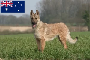 Mehr über den Artikel erfahren Belgischer Schäferhund Züchter und Welpen in Australien