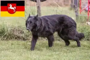 Mehr über den Artikel erfahren Belgischer Schäferhund Züchter und Welpen in Niedersachsen