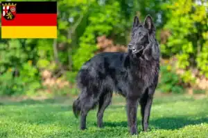 Mehr über den Artikel erfahren Belgischer Schäferhund Züchter und Welpen in Rheinland-Pfalz