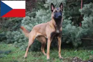 Mehr über den Artikel erfahren Belgischer Schäferhund Züchter und Welpen in Tschechien