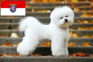 Mehr über den Artikel erfahren Bichon Frisé Züchter und Welpen in Hessen