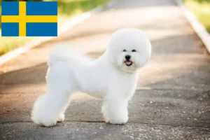 Mehr über den Artikel erfahren Bichon Frisé Züchter und Welpen in Schweden