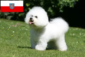 Mehr über den Artikel erfahren Bichon Frisé Züchter und Welpen in Thüringen