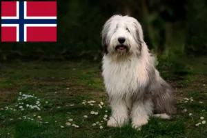 Mehr über den Artikel erfahren Bobtail Züchter und Welpen in Norwegen