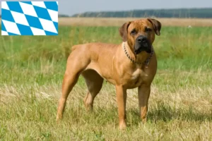 Mehr über den Artikel erfahren Boerboel Züchter und Welpen in Bayern