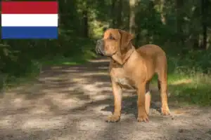 Mehr über den Artikel erfahren Boerboel Züchter und Welpen in den Niederlanden