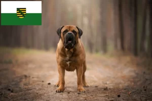 Mehr über den Artikel erfahren Boerboel Züchter und Welpen in Sachsen