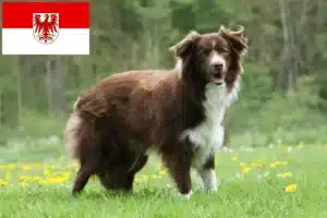 Mehr über den Artikel erfahren Border Collie Züchter und Welpen in Brandenburg