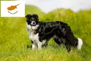 Mehr über den Artikel erfahren Border Collie Züchter und Welpen auf Zypern