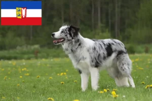 Mehr über den Artikel erfahren Border Collie Züchter und Welpen in Schleswig-Holstein