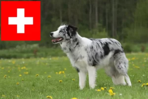 Mehr über den Artikel erfahren Border Collie Züchter und Welpen in der Schweiz