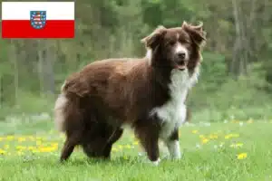 Mehr über den Artikel erfahren Border Collie Züchter und Welpen in Thüringen